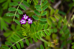 Astragalus nuttallianus