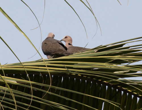 Red-eyed Dove