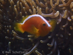 Amphiprion sandaracinos