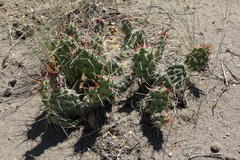 Opuntia × debreczyi