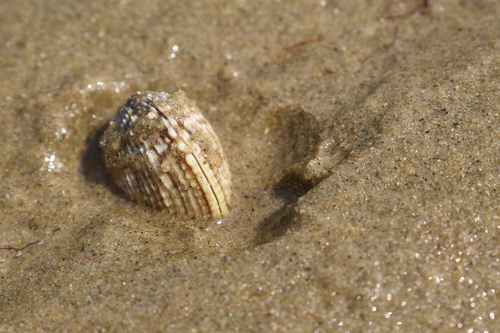 Venus verrucosa