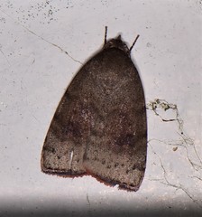 Austrocarea iocephala