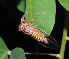 Palapsalta virgulata