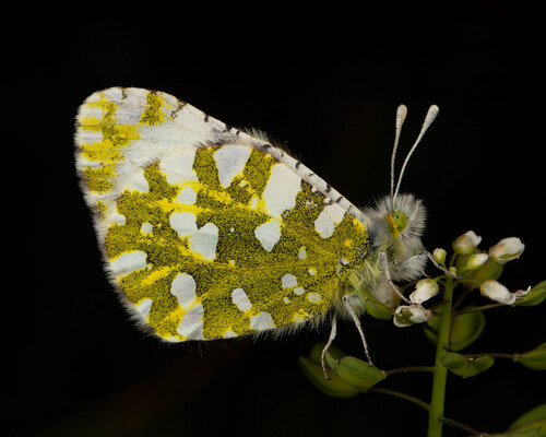 Eastern Dappled White