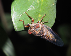 Palapsalta virgulata