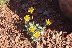 Enceliopsis nudicaulis