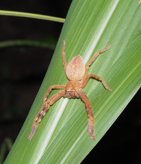 Neosparassus salacius