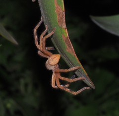 Neosparassus salacius