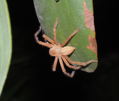 Neosparassus salacius