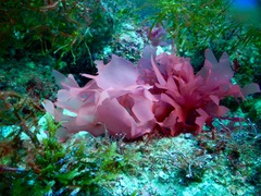 Halymenia