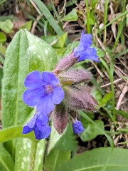 Pulmonaria longifolia, photograph (c) Ametsak, some rights reserved (CC BY)