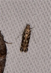 Stagmatophora argyrostrepta