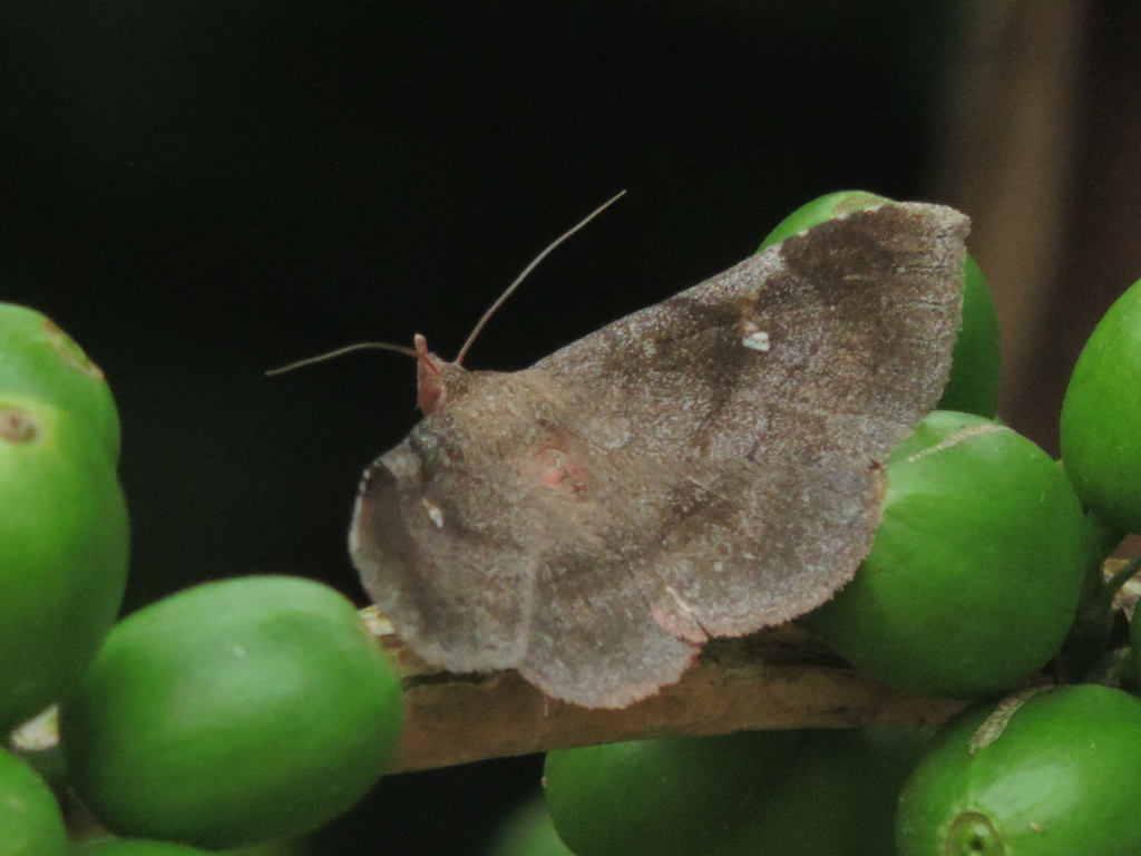 Azeta versicolor