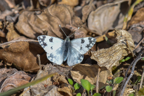 Eastern Bath White, Kreivukė, Kalvarijos sav., Lietuva, photo 7 of 10