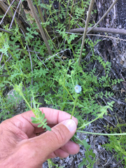 Pholistoma auritum arizonicum