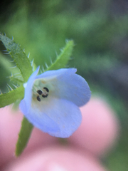 Pholistoma auritum arizonicum