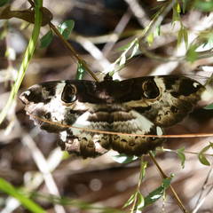 Erebus terminitincta