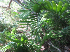 Ptychosperma elegans