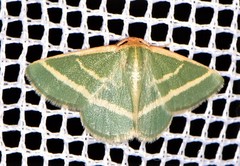 Mixocera latilineata