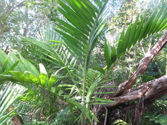 Ptychosperma elegans