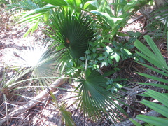 Leucothrinax morrisii