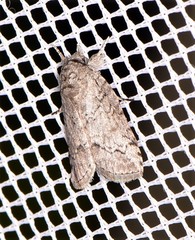Nycteola polycyma