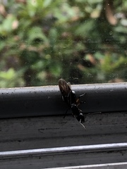 Polyrhachis femorata