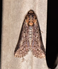Lophoptera vittigera