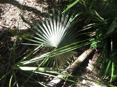 Leucothrinax morrisii