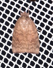 Austrocarea iocephala