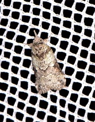Nycteola polycyma