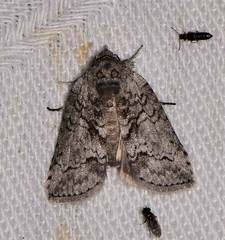 Nycteola polycyma