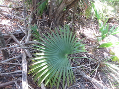 Leucothrinax morrisii