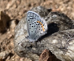 Icaricia lupini texanus