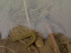 Whitmania pigra