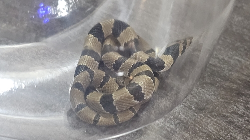 Tillack's Kukri Snake