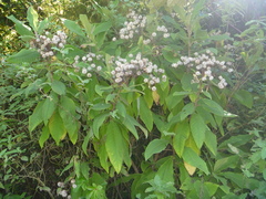 Brachyglottis hectorii