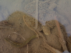 Whitmania pigra