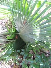 Leucothrinax morrisii