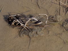 Hynobius quelpaertensis