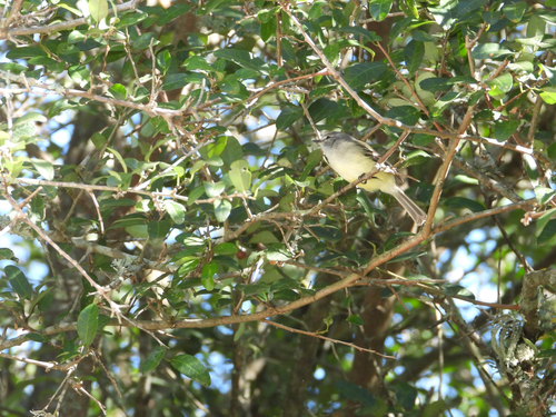 White-crested Tyrannulet (Serpophaga subcristata), photo 7
