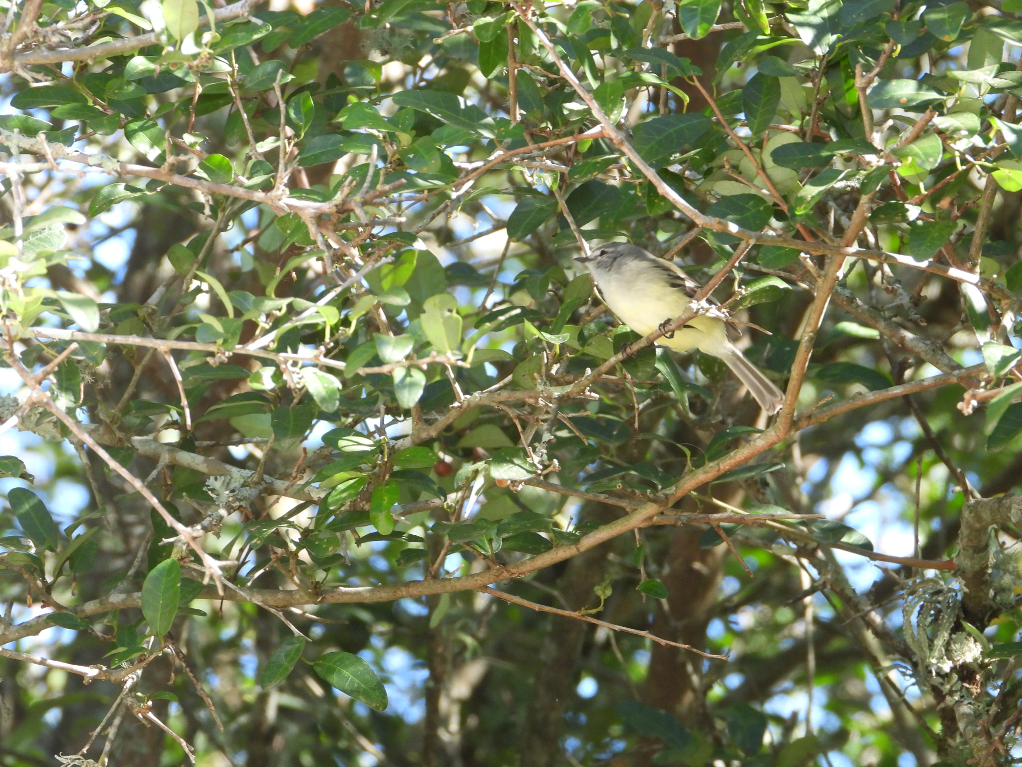 White-crested Tyrannulet (Serpophaga subcristata), photo 4