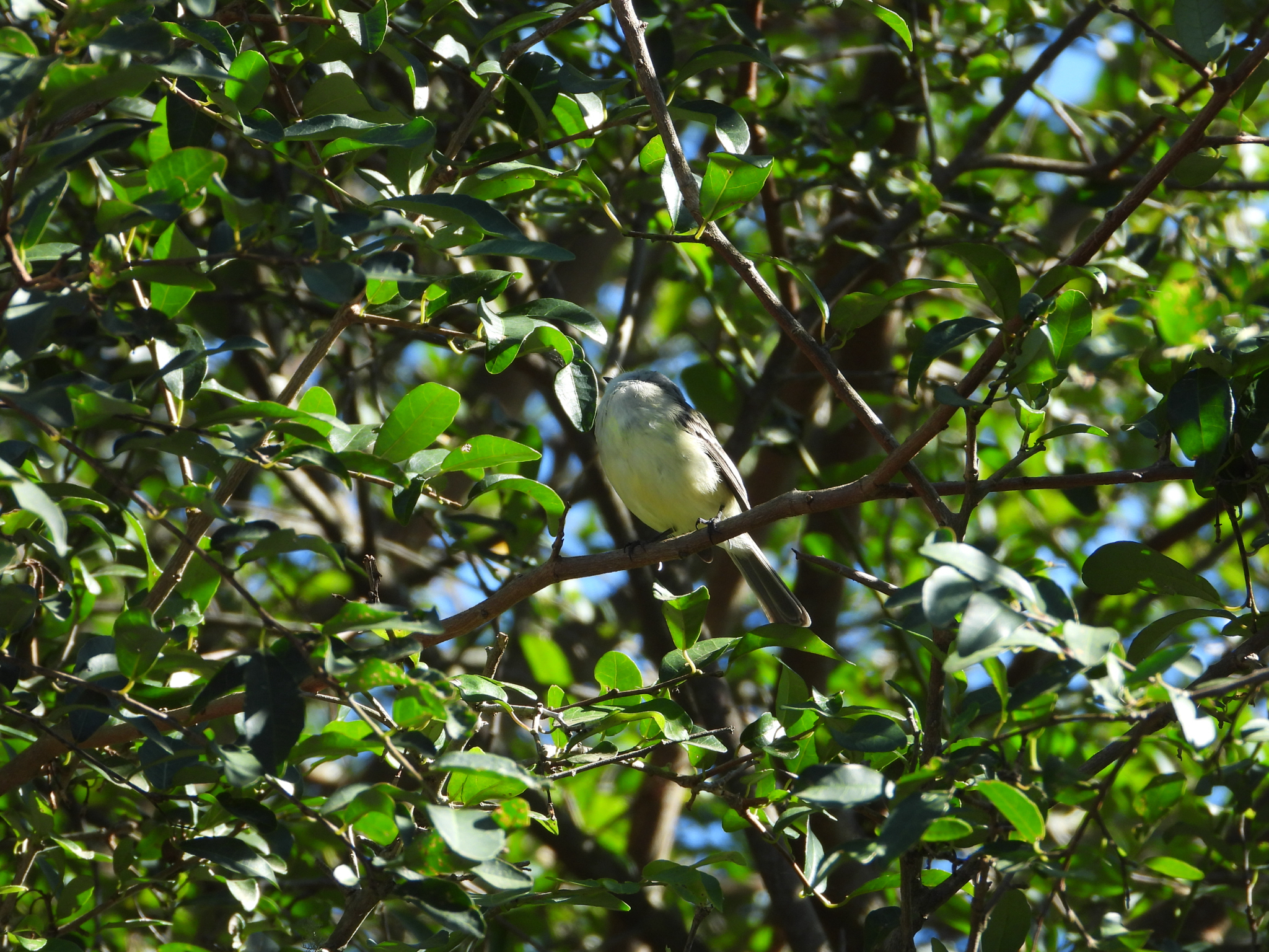 White-crested Tyrannulet (Serpophaga subcristata), photo 5