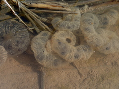 Hynobius quelpaertensis