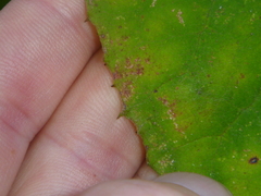 Brachyglottis hectorii