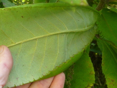 Brachyglottis hectorii