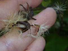 Brachyglottis hectorii