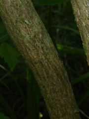 Brachyglottis hectorii