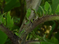 Brachyglottis hectorii