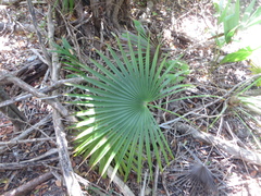 Leucothrinax morrisii